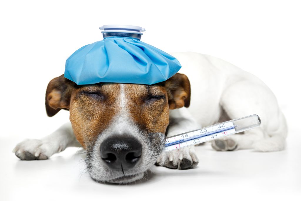 Pet Dreams - Previna a gripe canina