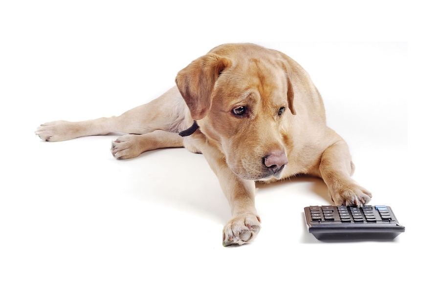Calculadora revela a idade "real" de cães